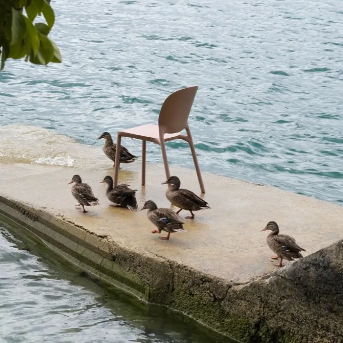 Chaise Hug - Lot de 6