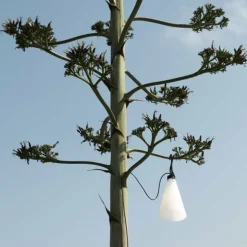 May Day Outdoor