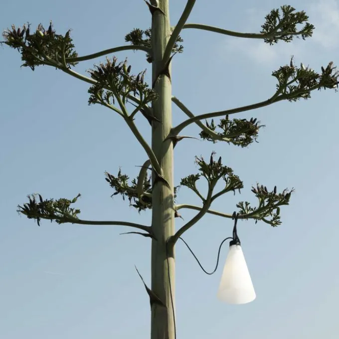 May Day Outdoor