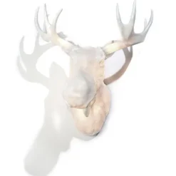 Moo