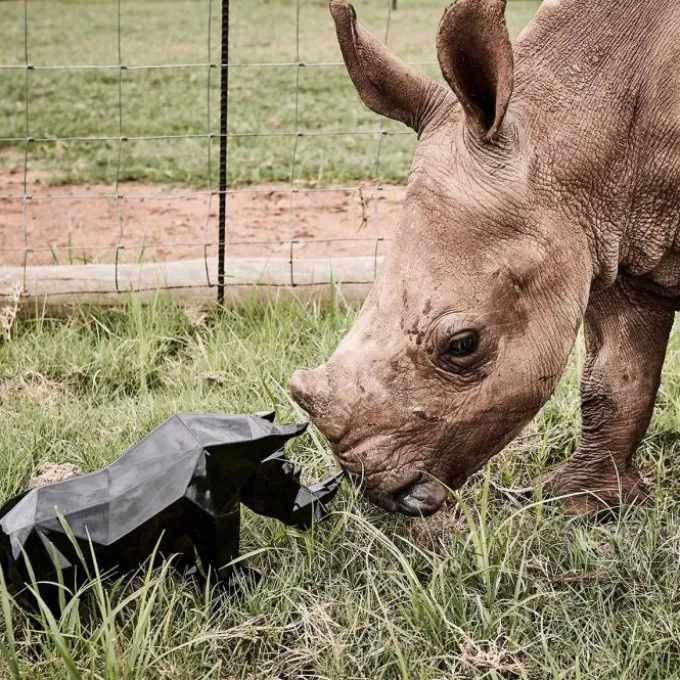 Rhinocéros Impy L
