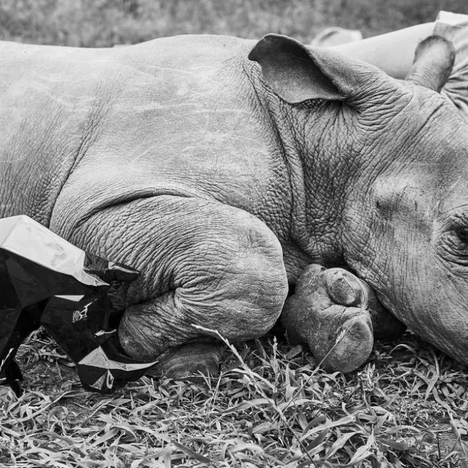 Rhinocéros Impy S