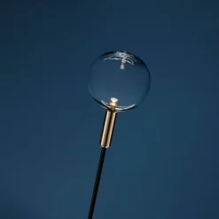 Syphasfera