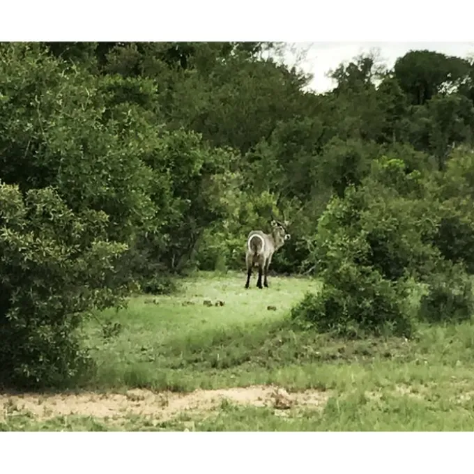 Tête de Kudu